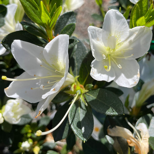 Azalea 'White Lace'