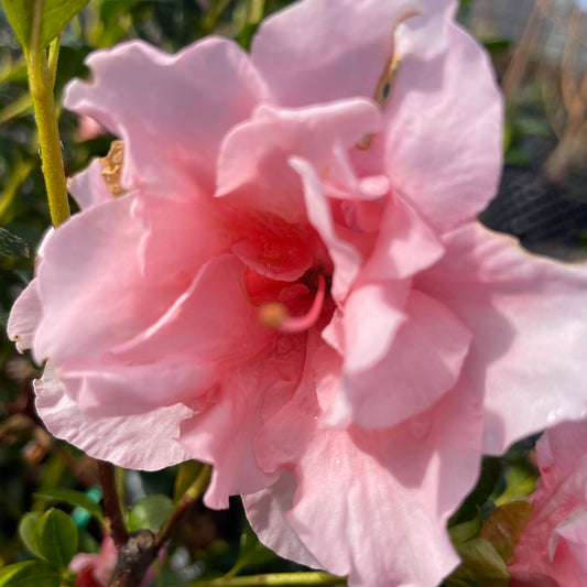 Azalea indica 'Doctor Dorfman'