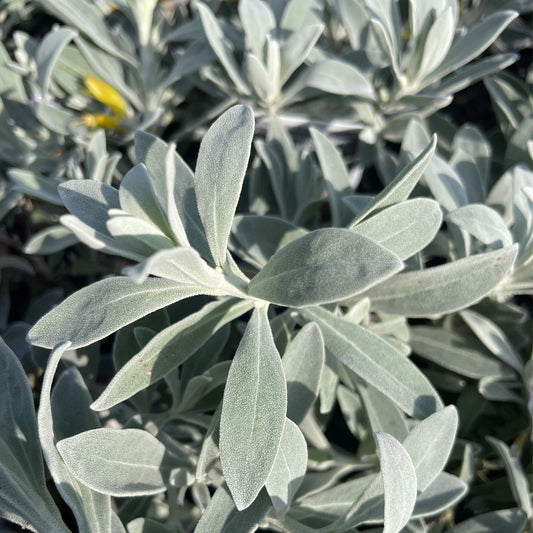 Eremophila Kalbarri Carpet