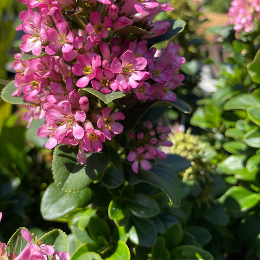 Escallonia 'Pink Elle' (PBR)