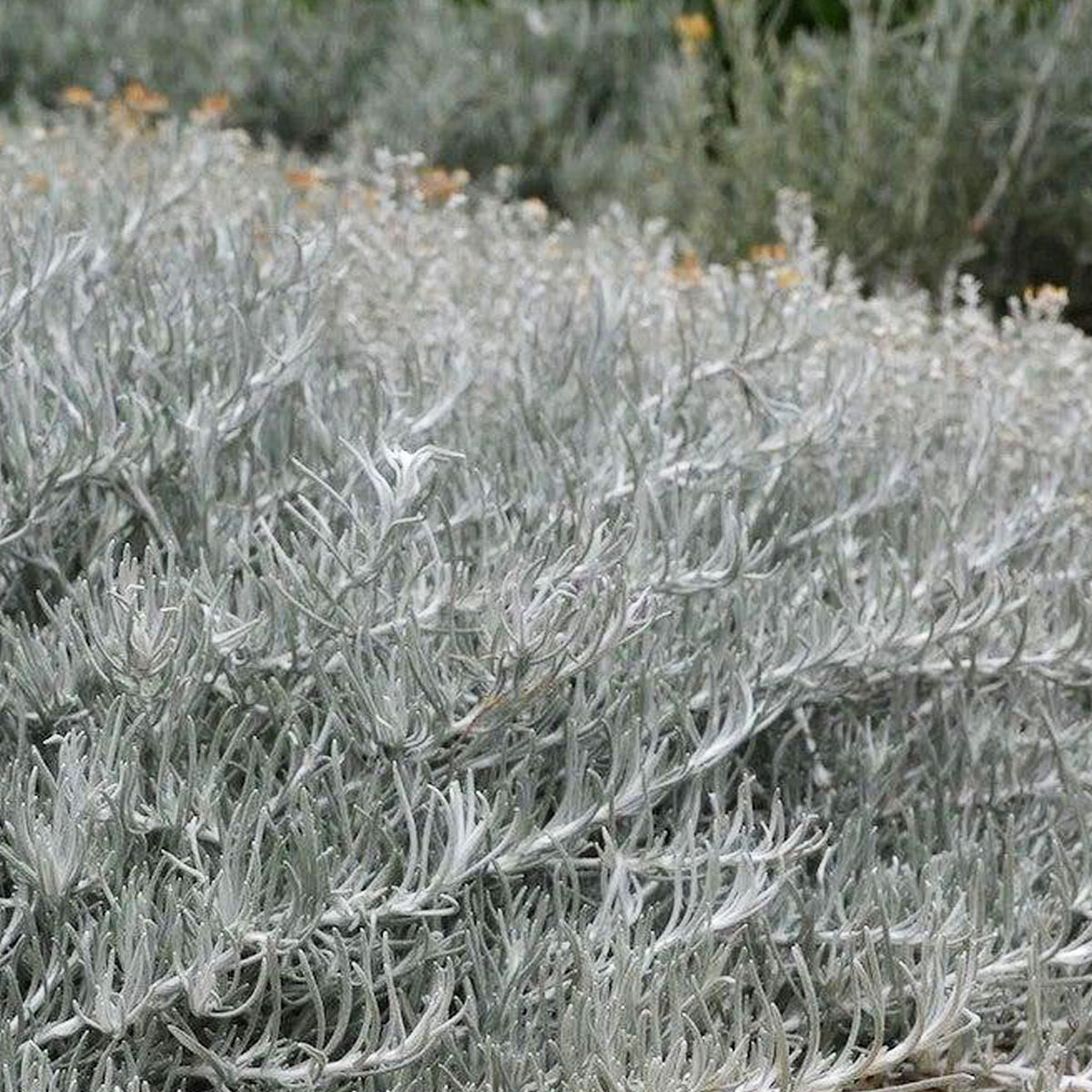 Helichrysum italicum 'Silvio Spreading'