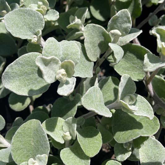 Helichrysum petiolare