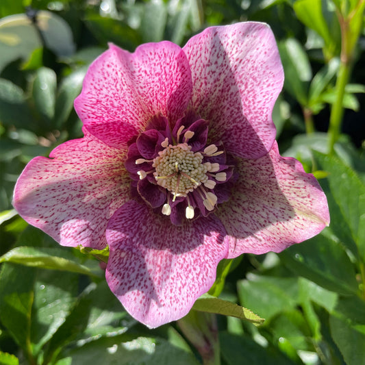 Helleborus x hybridus 'Tutu’