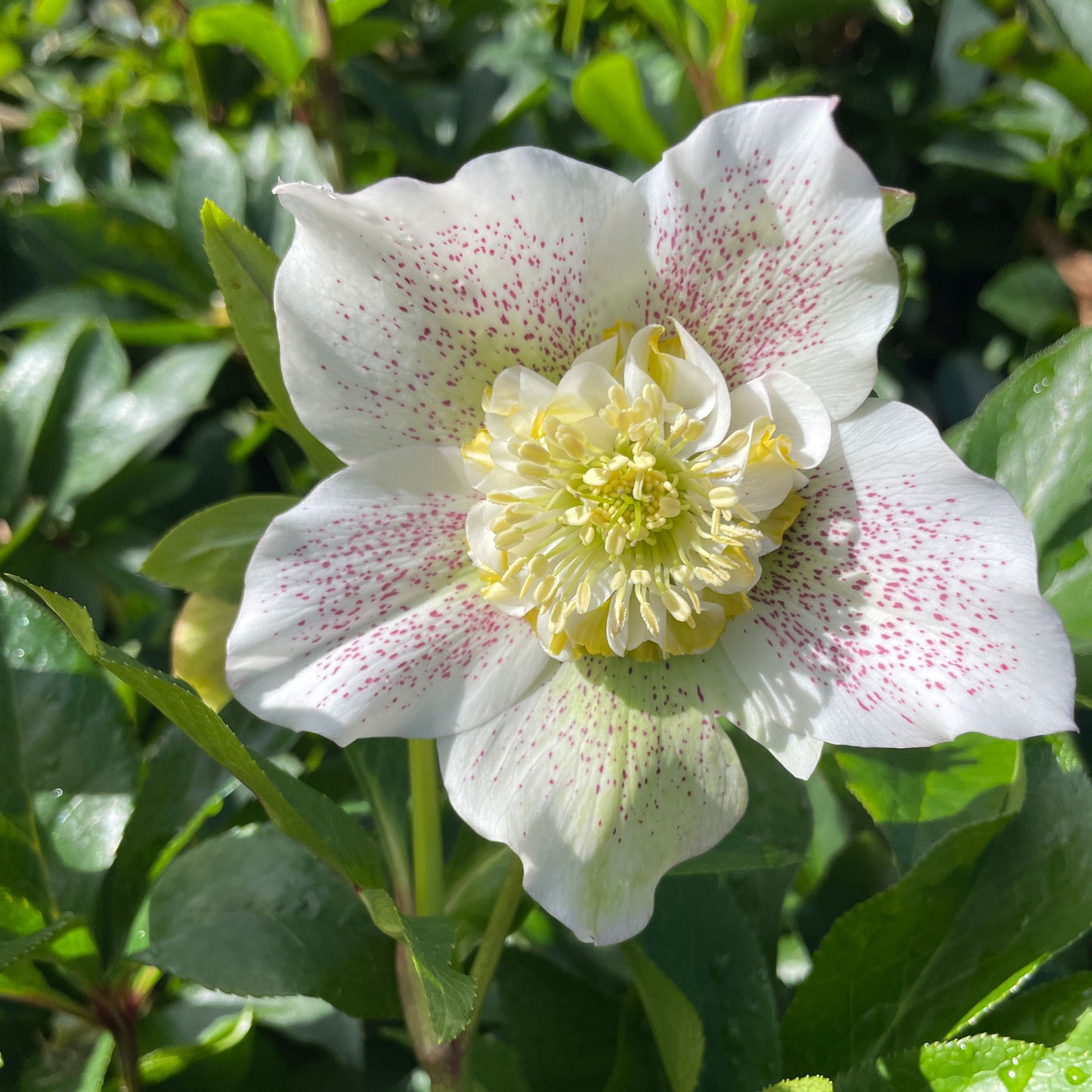 Helleborus x hybridus 'White Tutu’