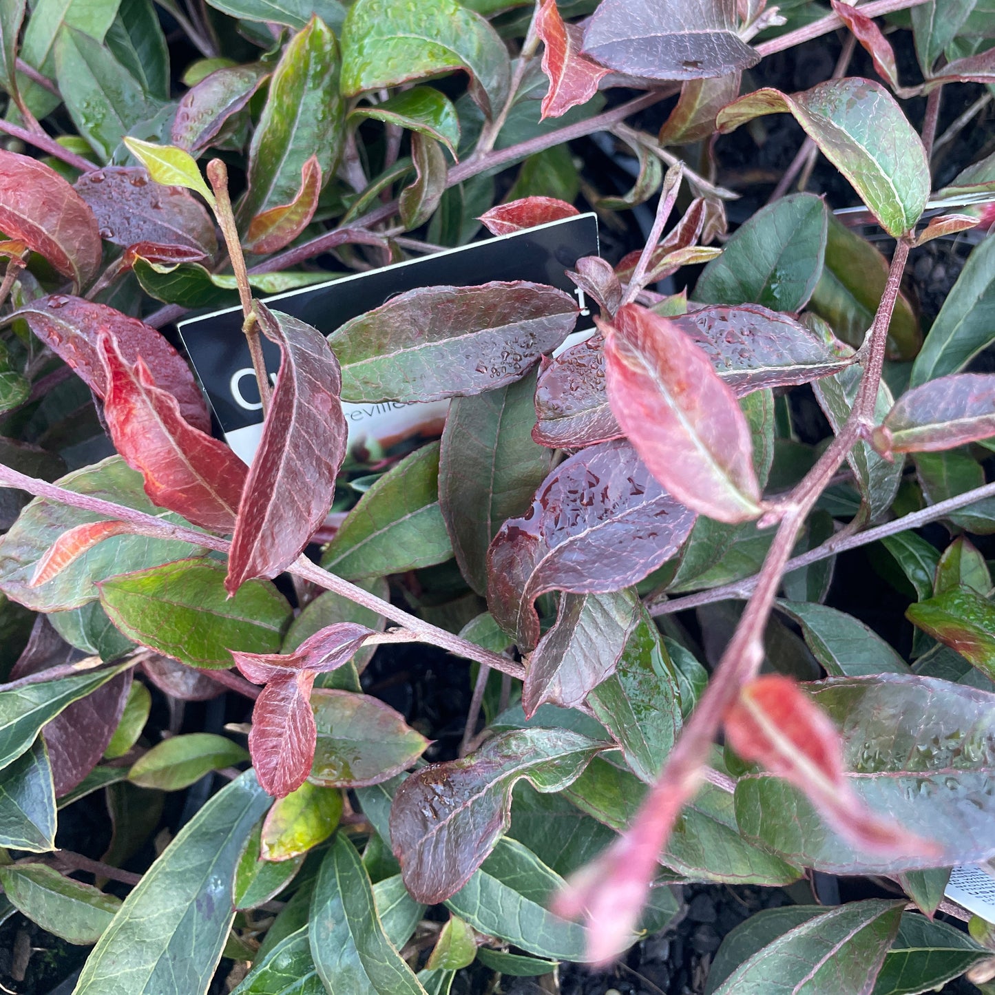 Grevillea 'Crimson Carpet'