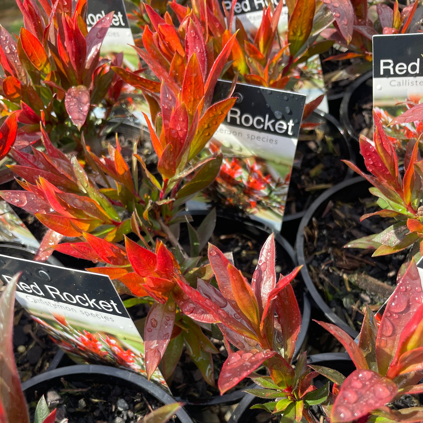 Close-up of potted red ornamental plant species in black nursery pots, with visible tags reading 'Red Rocket' and 'Red Rocket cultivar'.