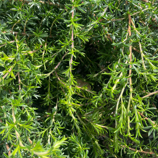 Kunzea ambigua prostrate