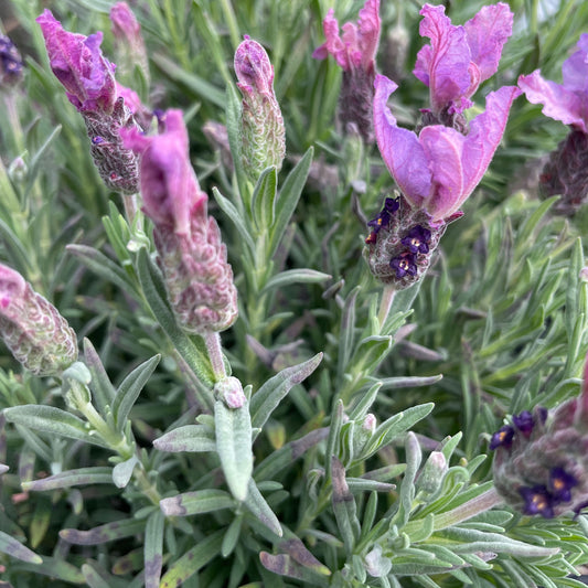 Lavandula 'The Queen' PBR