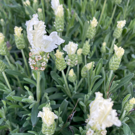 Lavandula 'The Snow Princess' PBR