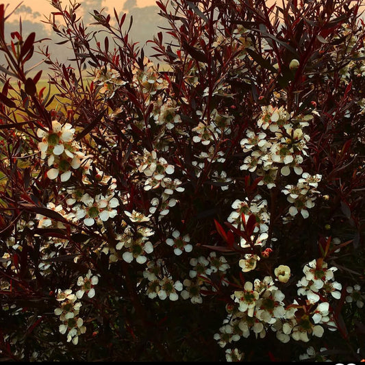 Leptospermum 'Copper Glow'