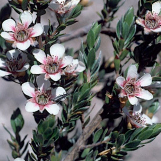 Leptospermum lanigerum