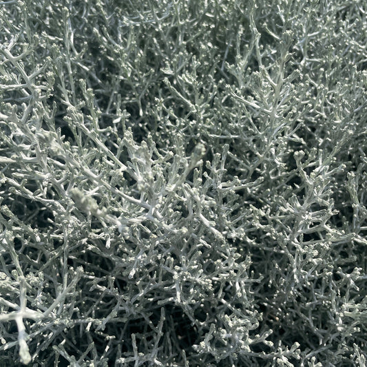 Leucophyta brownii