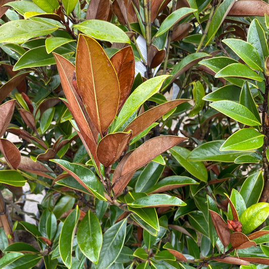 Magnolia grandiflora 'Sweet n' Neat'