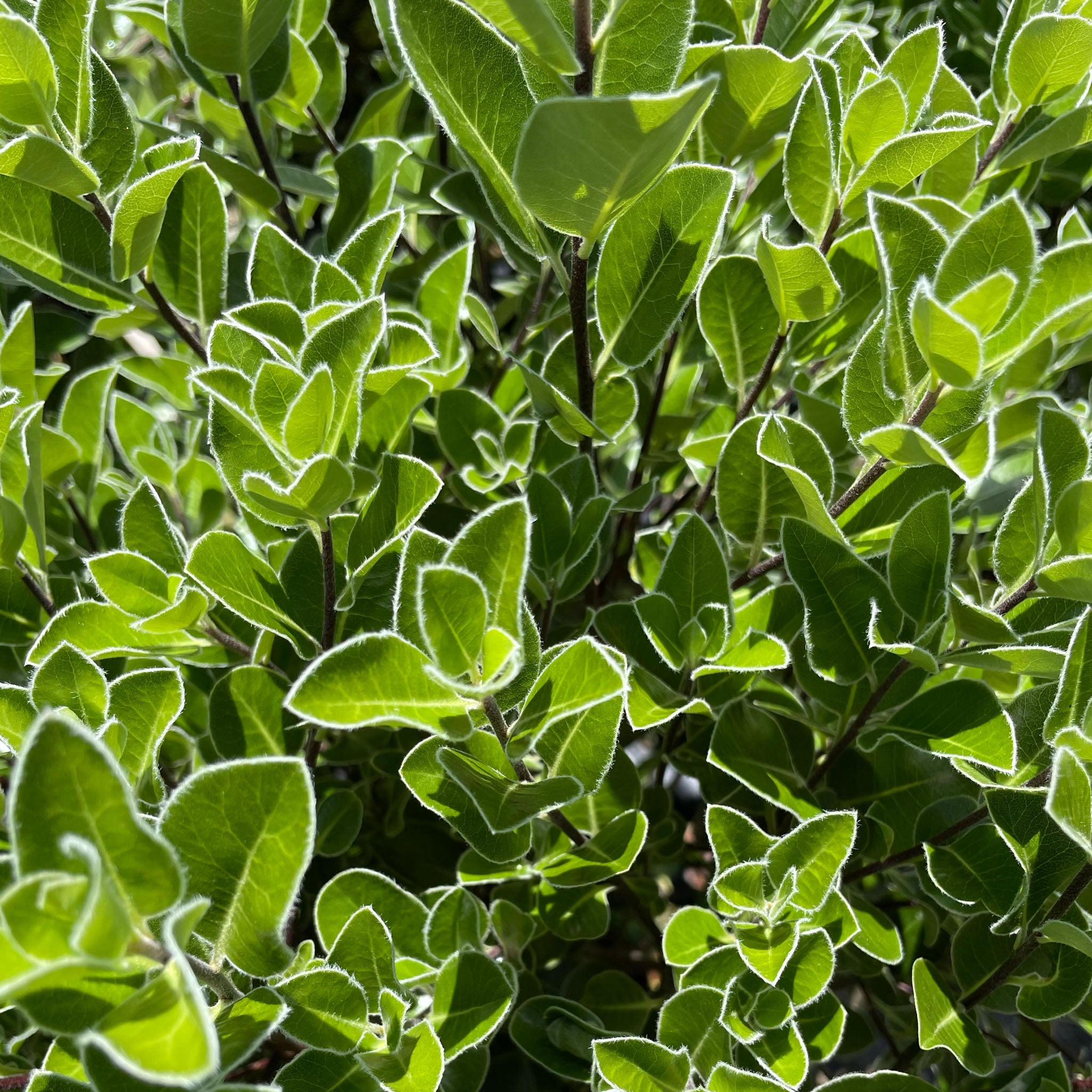 Pittosporum ralphi 'Stephens Island' – Fletcher & Co. Nursery