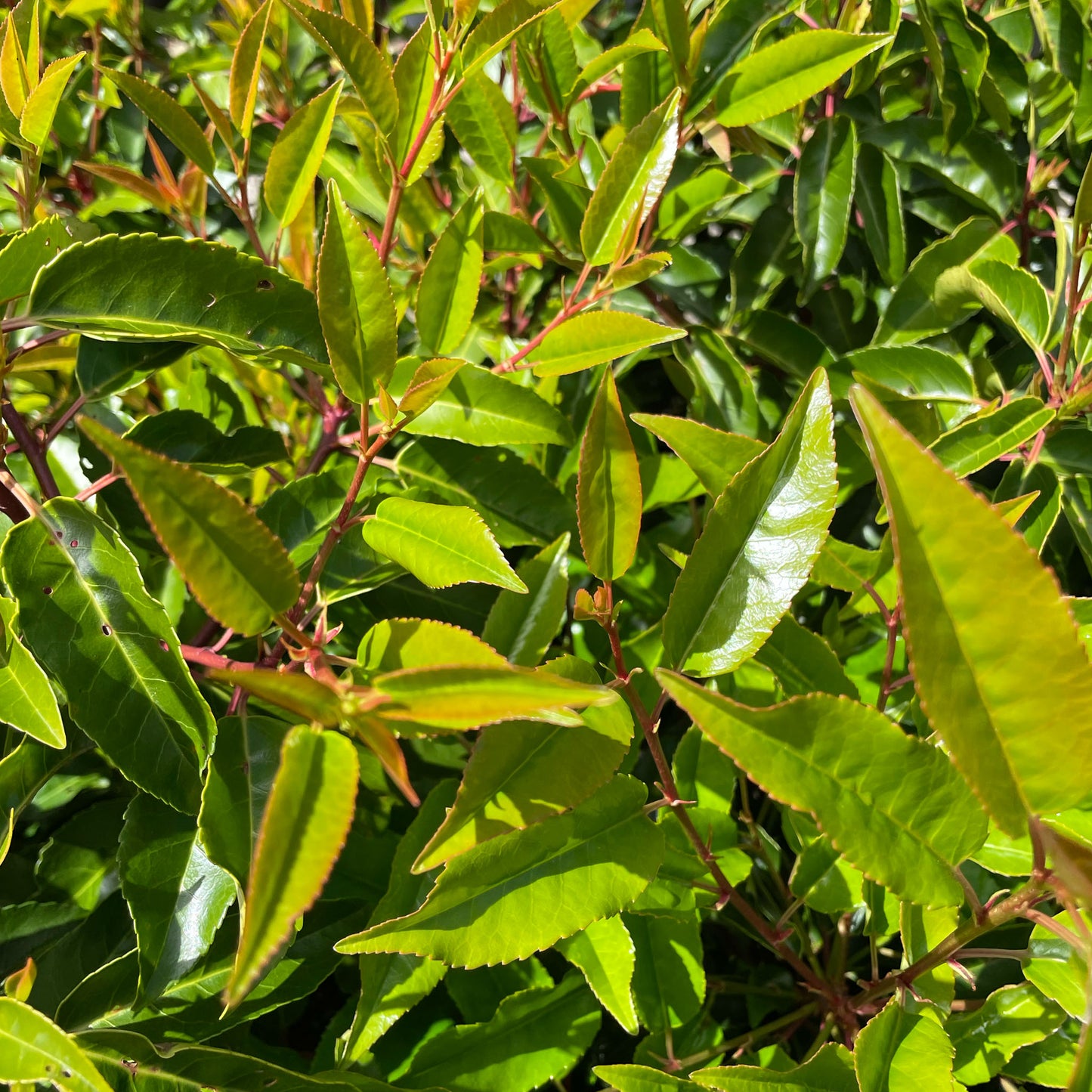 Prunus lusitanica – Portuguese Laurel