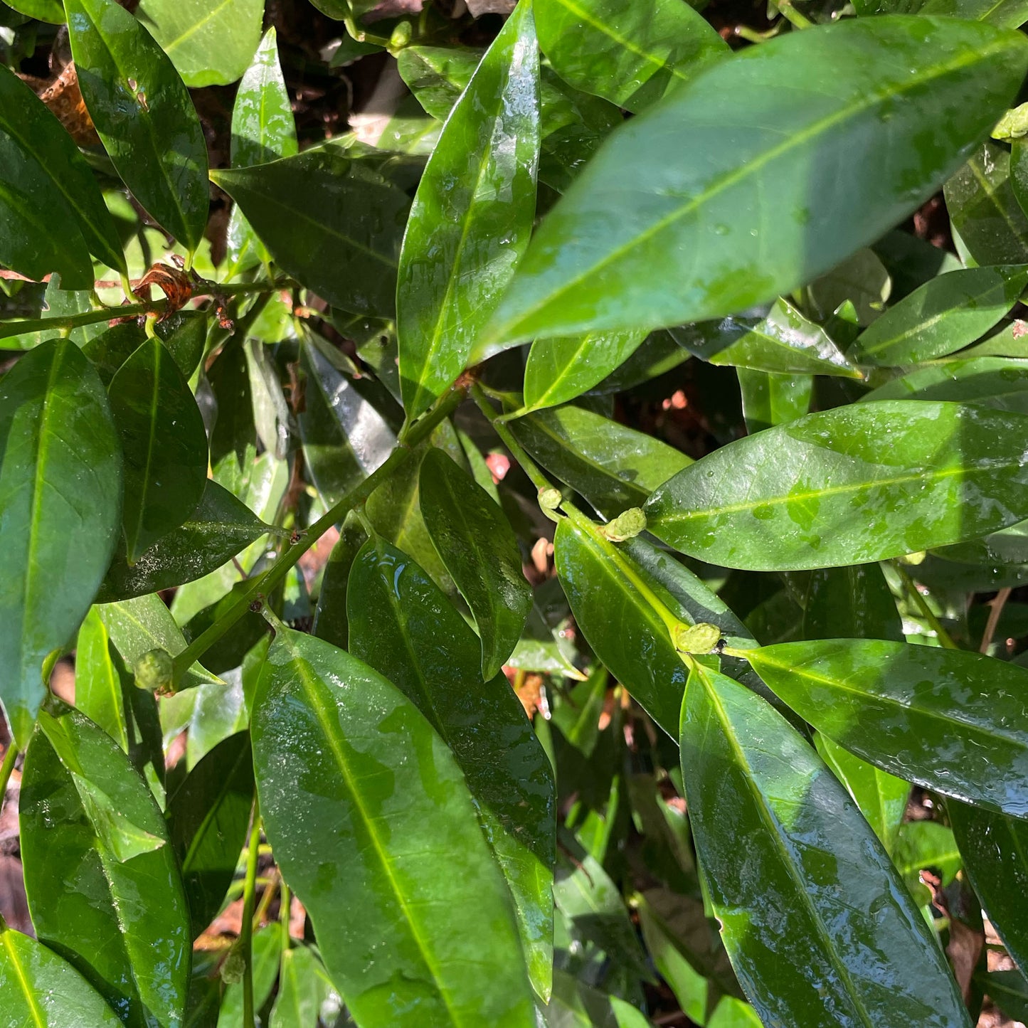 Prunus laurocerasus ‘Otto Luyken’