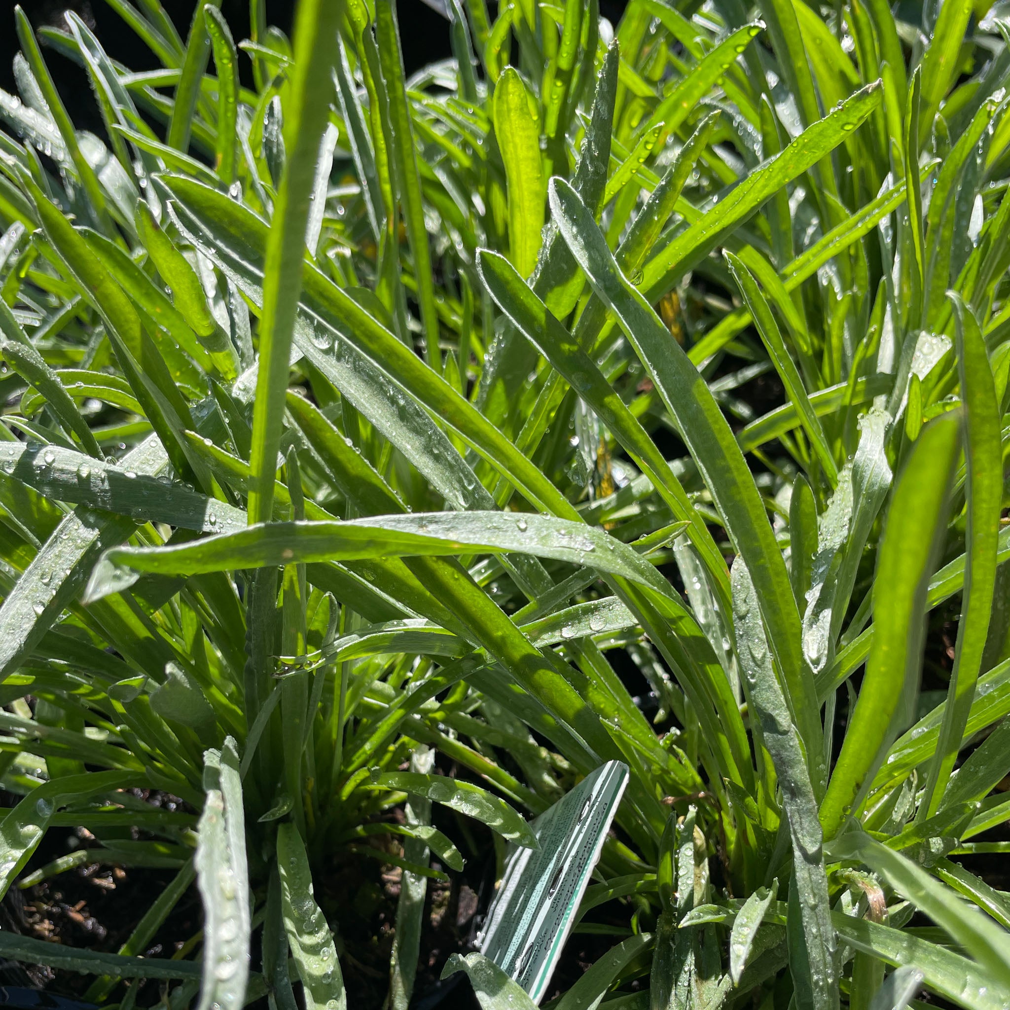 Pycnosorus globosus – Fletcher & Co. Nursery