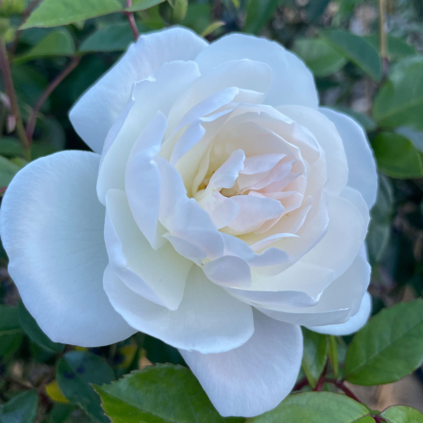 Rosa ‘Iceberg’ (Iceberg Rose)