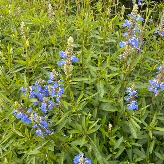 Salvia uliginosa