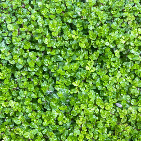 Soleirolia soleirolii