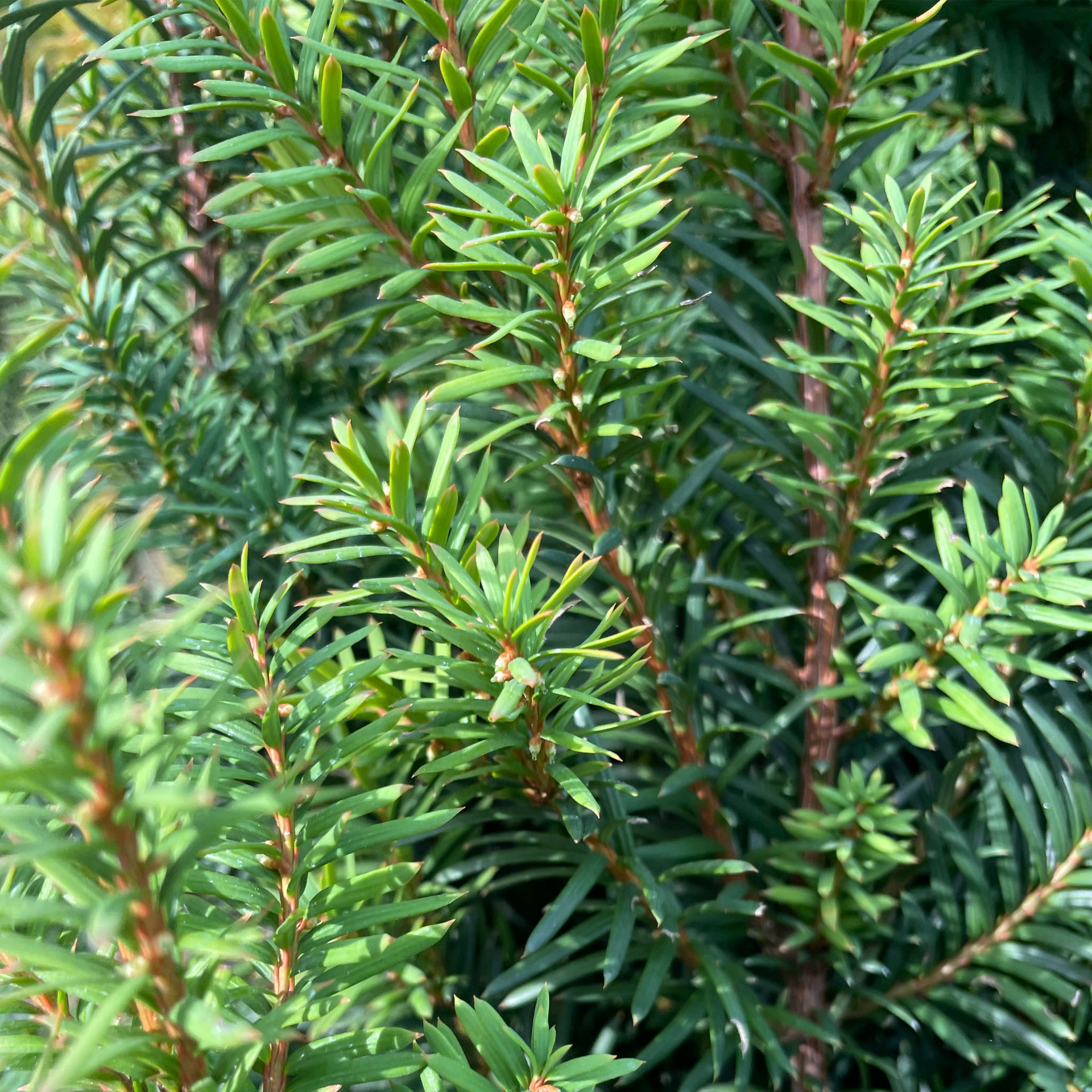 Taxus x media 'Hicksii' – Hicks Yew – Fletcher & Co. Nursery