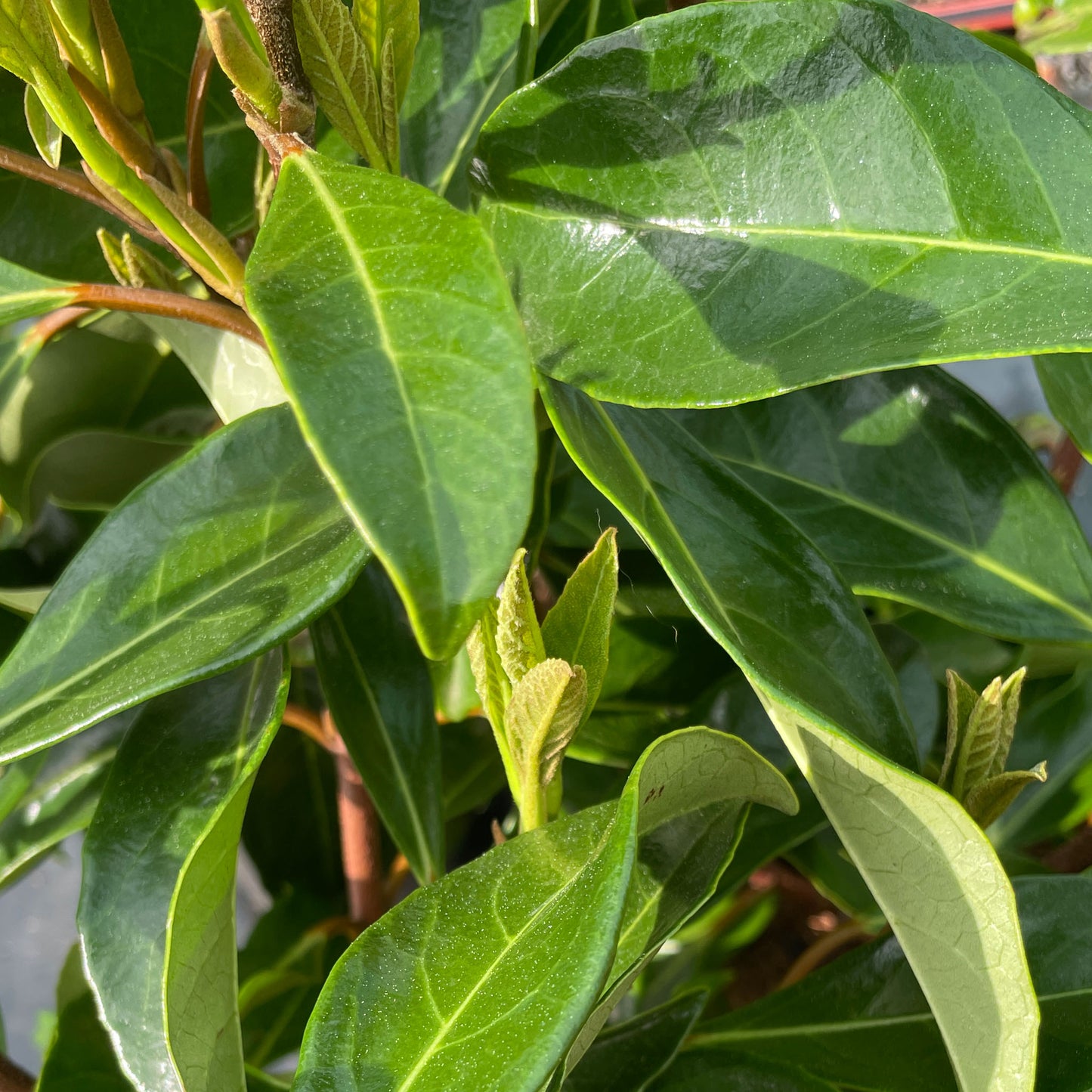 Viburnum odoratissimum 'Awabuki'