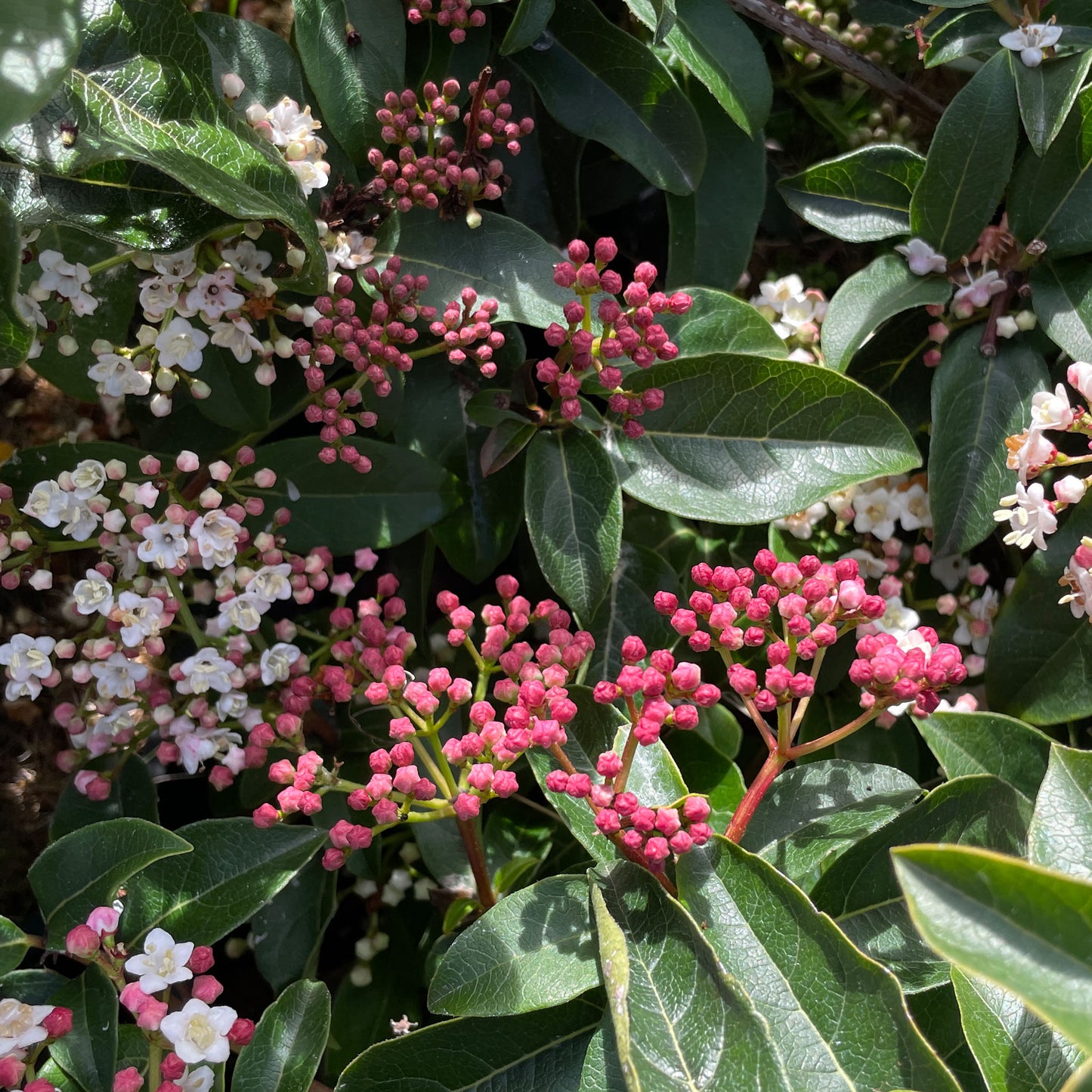 Viburnum tinus