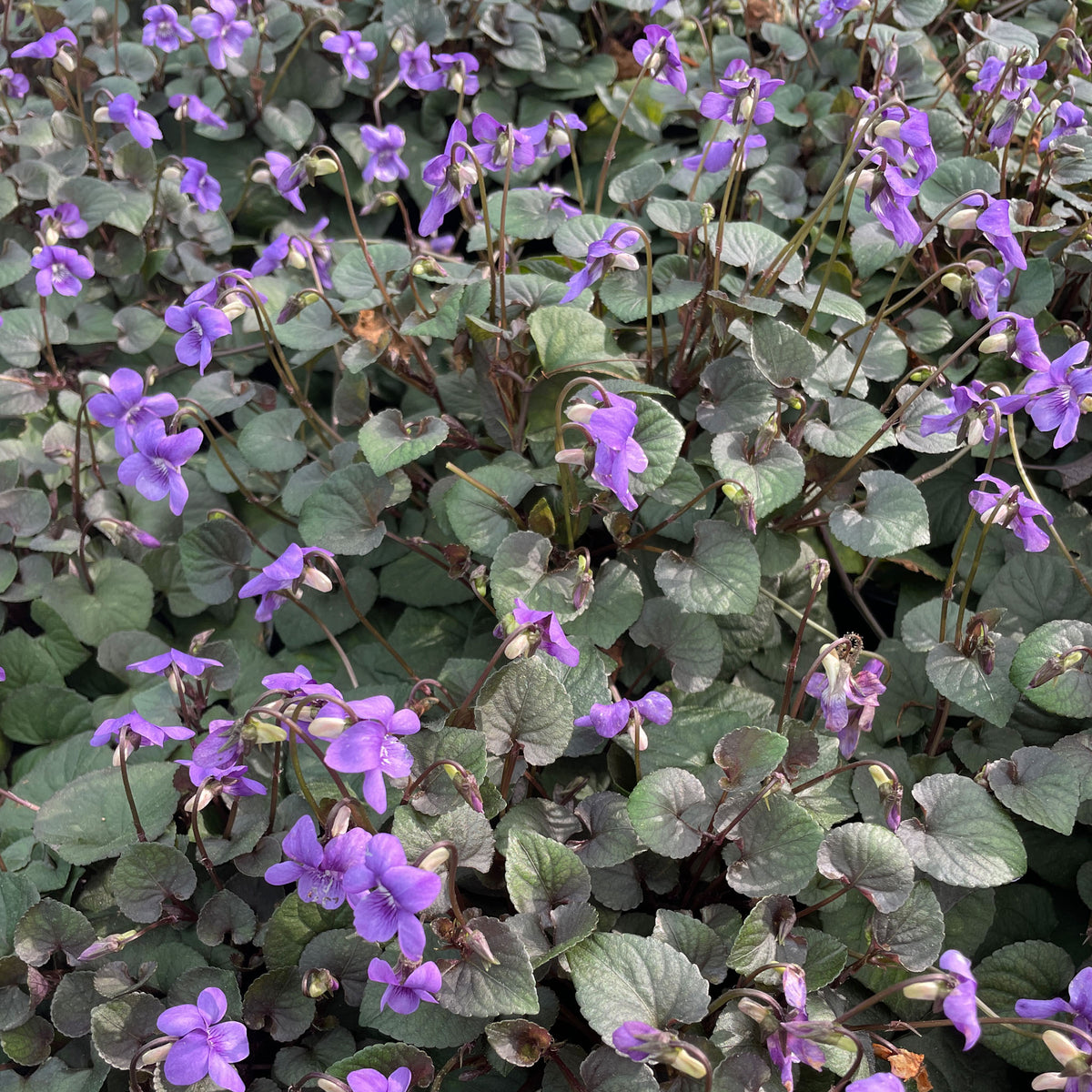 Viola labradorica – Fletcher & Co. Nursery
