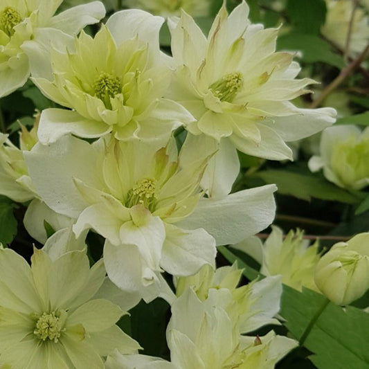 Clematis montana 'Green Eyes'