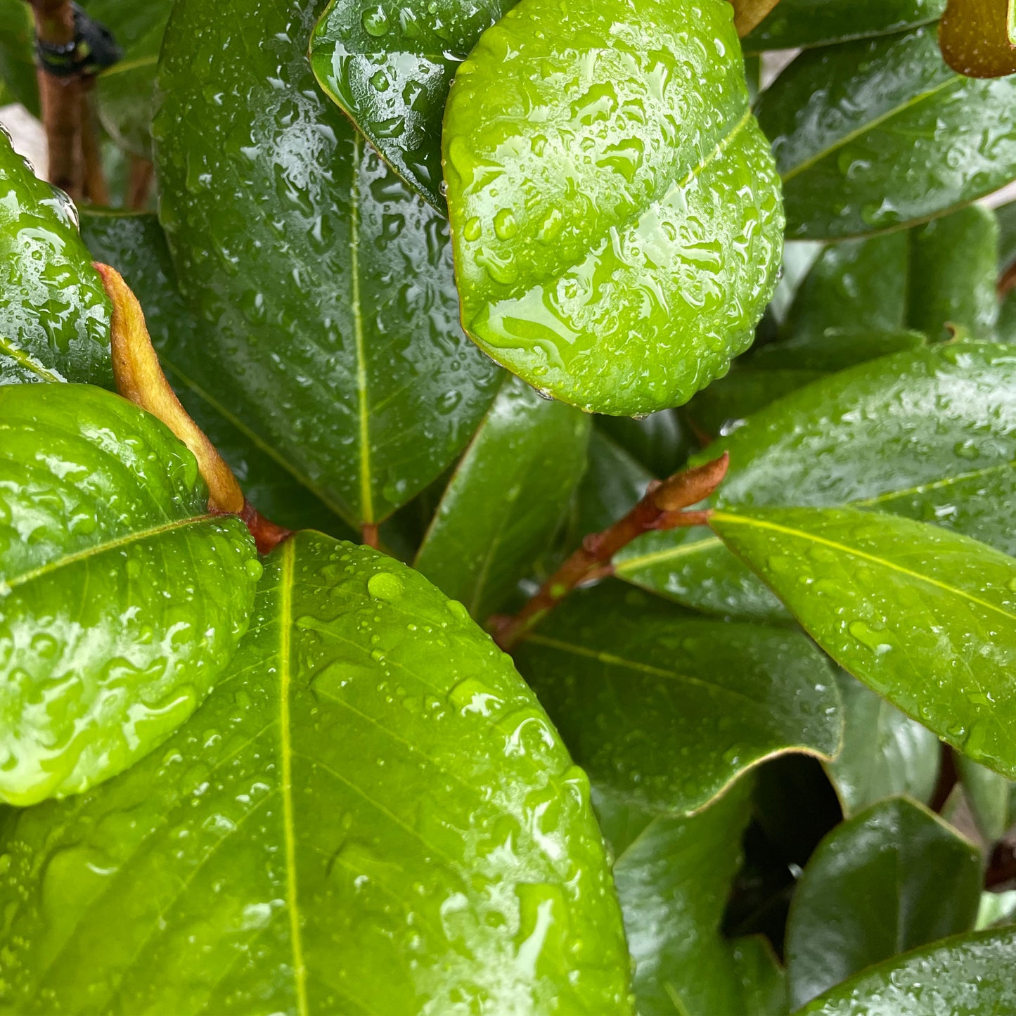 Magnolia grandiflora 'Teddy Bear'