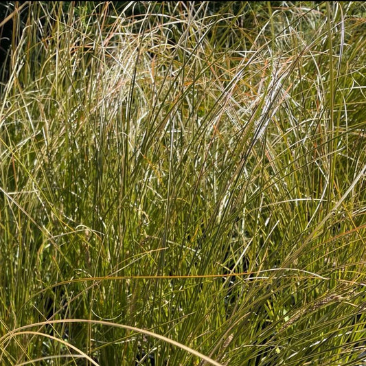 Carex testacea