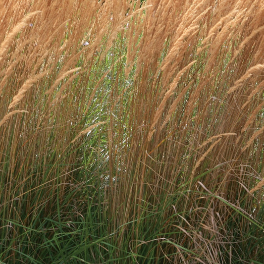 Calamagrostis x acutiflora 'Karl Foerster'