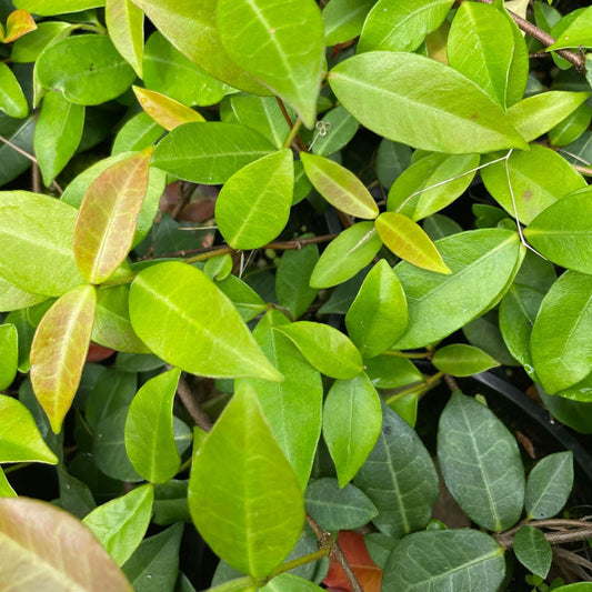 Trachelospermum asiaticum – Asiatic Jasmine