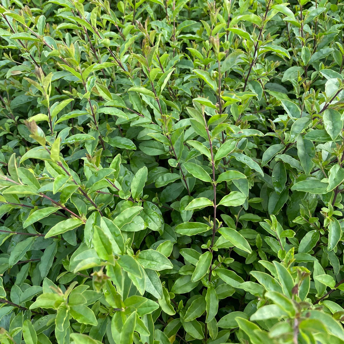 ligustrum undulatum - Box Leaf Privet
