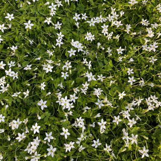 Pratia pendunculata alba