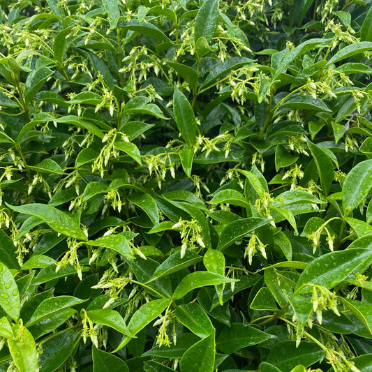 Trachelospermum jasminoides – Star Jasmine