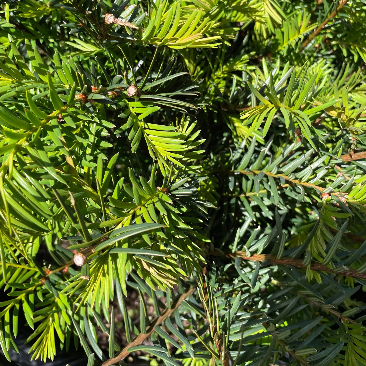 Taxus baccata – English Yew