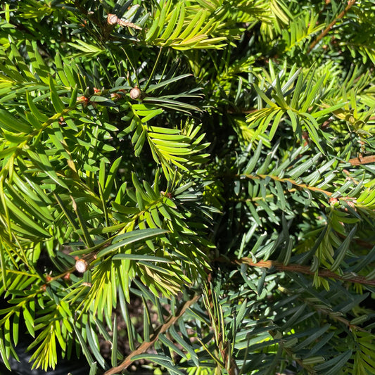 Taxus baccata – English Yew