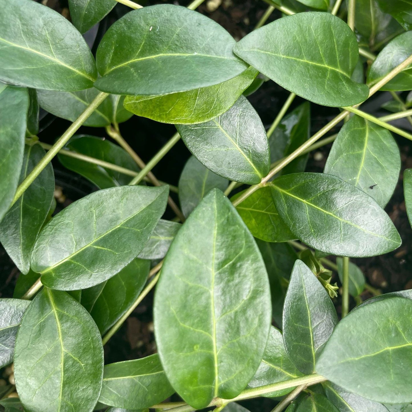 Vinca Minor alba